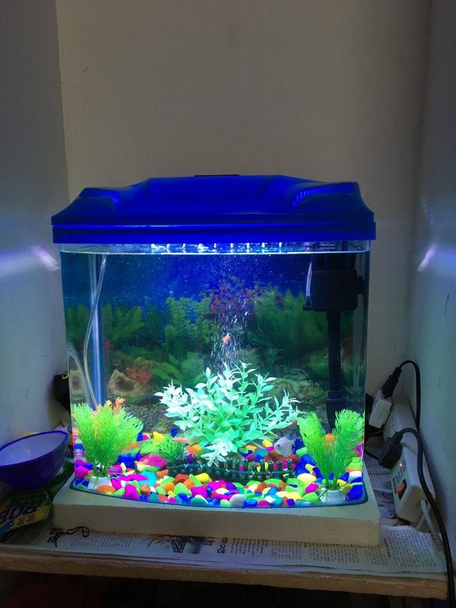 10 gallons freshwater fish tank (mostly fish and non-living decorations) - 10 gallon fish tank