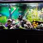 60 gallons freshwater fish tank (mostly fish and non-living decorations) - Fish paradise