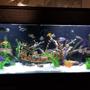 fish tank picture - 150 gallon shipwreck