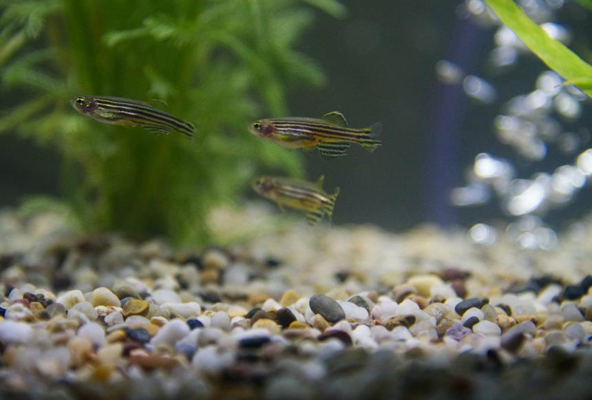 Rated #24: Freshwater Fish Stocking In 29 Gallons Tank - Zebra danio