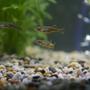 freshwater fish stocking in 29 gallons tank - Zebra danio