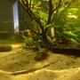 fish tank picture - Twig catfish