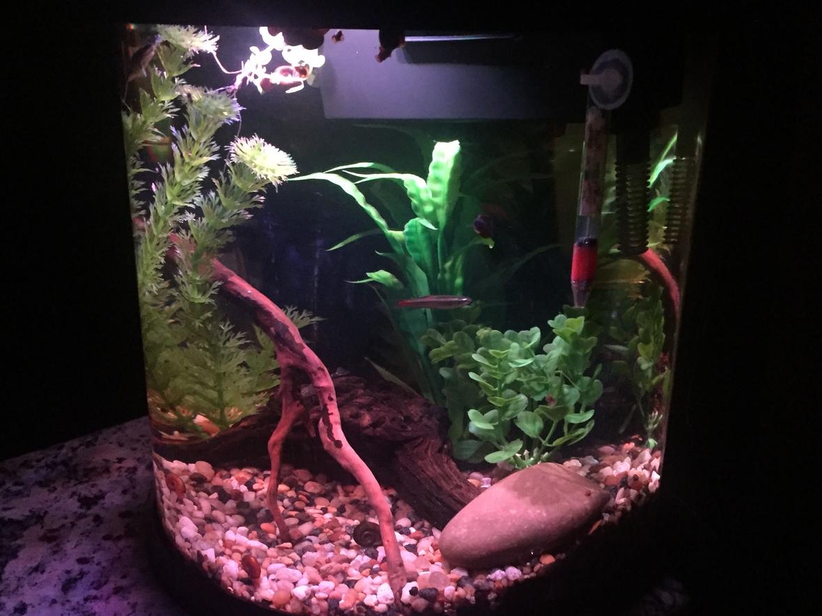 4 gallons freshwater fish tank (mostly fish and non-living decorations) - 3.5 freshwater Nano