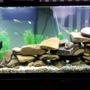 55 gallons freshwater fish tank (mostly fish and non-living decorations) - Added some wood to the 55g tank and flipped the layout.