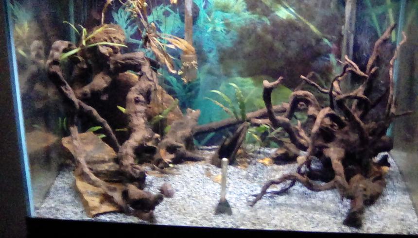 Rated #50: 30 Gallons Planted Tank - Planted tank