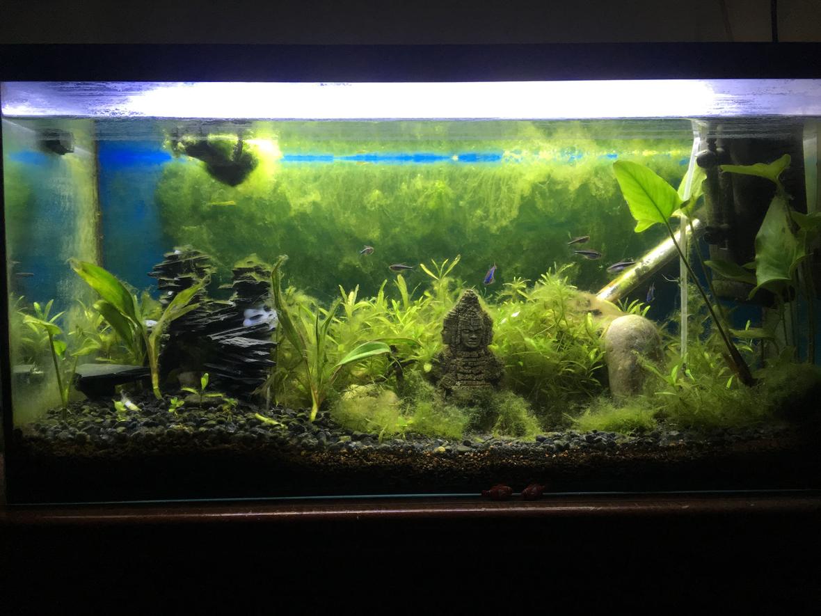 25 gallons planted tank (mostly live plants and fish) - Vid