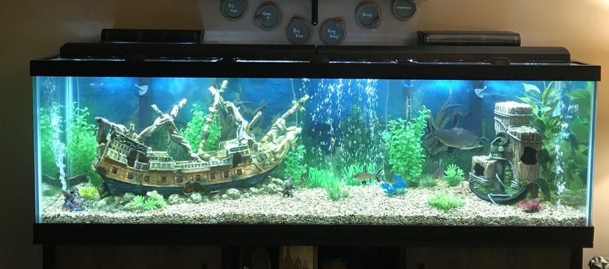 Rated #24: 125 Gallons Freshwater Fish Tank - Beware of Sharks