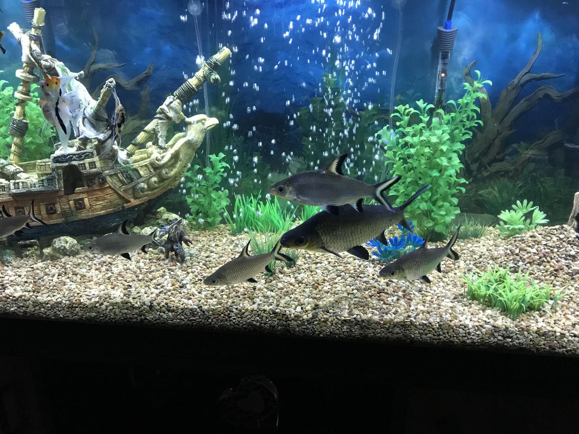 freshwater fish stocking in 125 gallons tank - Bala Sharks