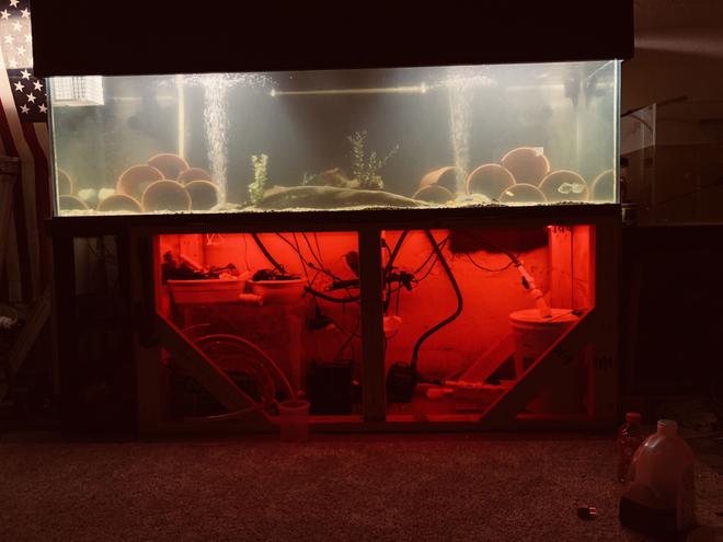 250 gallons freshwater fish tank (mostly fish and non-living decorations) - What do you guys think?
