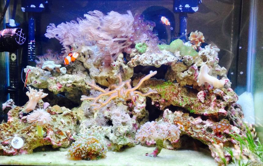Rated #6: 20 Gallons Reef Tank - Upclose