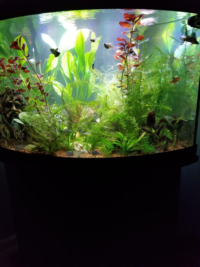 54 gallons planted tank (mostly live plants and fish) - My tank