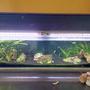 45 gallons freshwater fish tank (mostly fish and non-living decorations) - Normally i have an casing around the aquarium because i made it inside a piano. However, for your view i removed it.