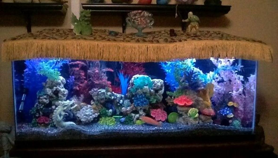 55 gallons freshwater fish tank (mostly fish and non-living decorations) - My colorful tank.