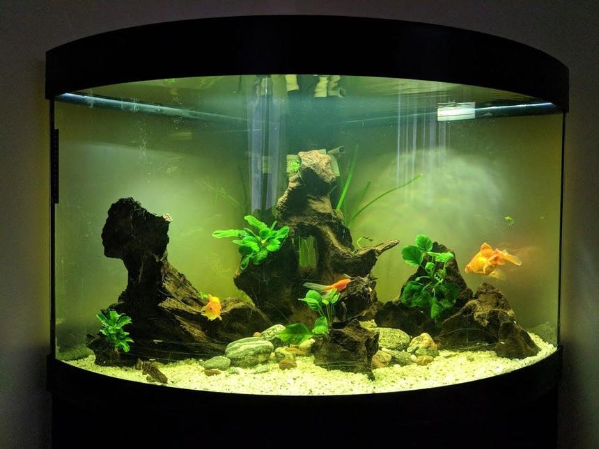 Rated #19: 190 Gallons Freshwater Fish Tank - My 190litre aquarium