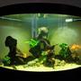 190 gallons freshwater fish tank (mostly fish and non-living decorations) - My 190litre aquarium