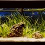 70 gallons freshwater fish tank (mostly fish and non-living decorations) - Juwel Rio 180 L, Co2, LED lights. 2 eheim filters.