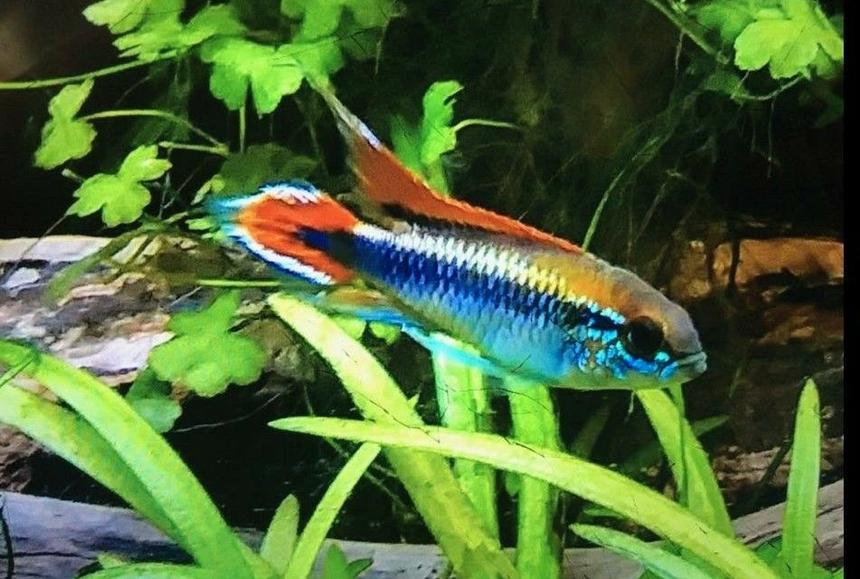 Rated #9: Freshwater Fish Stocking In 36 Gallons Tank - Double Red Apisto