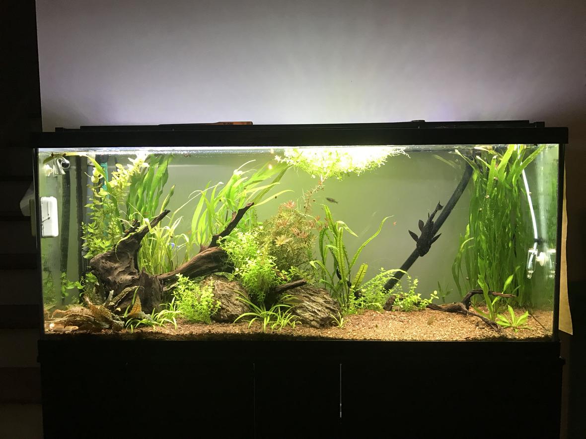 60 gallons planted tank (mostly live plants and fish) - 60 Gal, planted tank