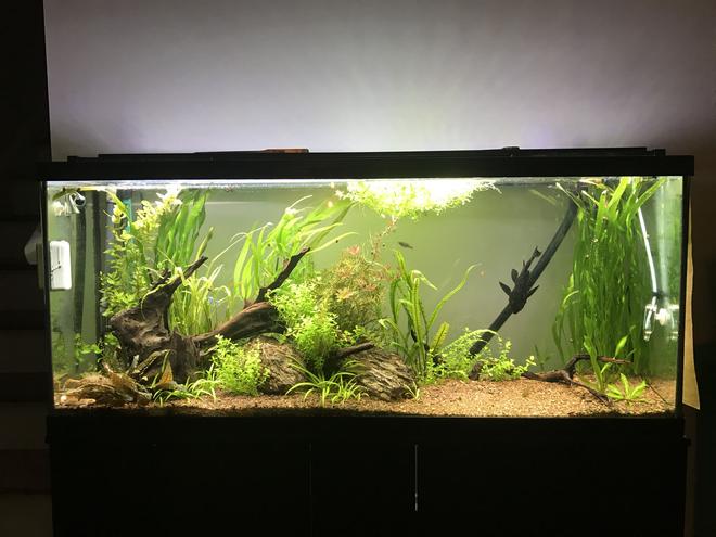 60 gallons planted tank (mostly live plants and fish) - 60 Gal, planted tank