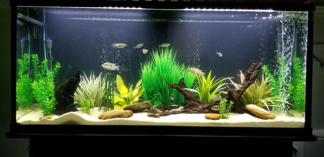 55 gallons freshwater fish tank (mostly fish and non-living decorations) - South American cichlid tank.
1 Firemouth (male)
1 Convict (female) 
1 juvenile JD
2 Pictus cats
1 Cory cat
5 Giant Danio