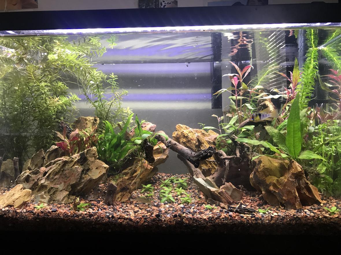 10 gallons planted tank (mostly live plants and fish) - Planted 10 with ohko stone, newly established. Plants are not yet to full potential