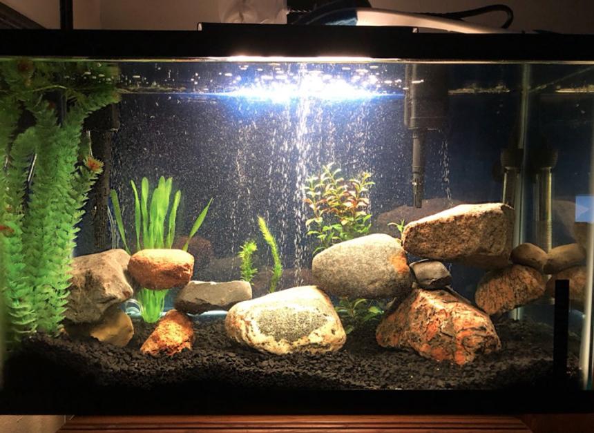 Rated #23: 29 Gallons Freshwater Fish Tank - 29 gallon jack dempsey and green terror tank (fish are hiding)