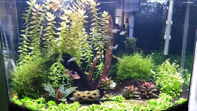 36 gallons planted tank (mostly live plants and fish) - My first planted tank