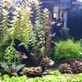 36 gallons planted tank (mostly live plants and fish) - My first planted tank