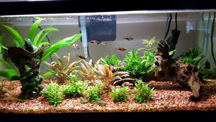 Rated #24: 20 Gallons Planted Tank - tank