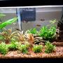 20 gallons planted tank (mostly live plants and fish) - tank