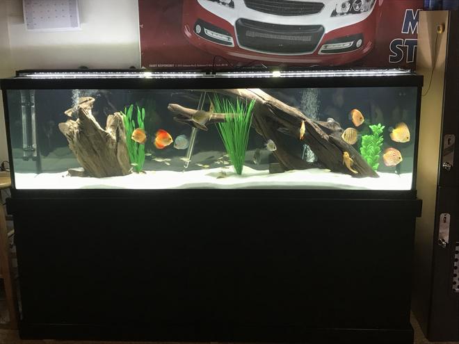 125 gallons freshwater fish tank (mostly fish and non-living decorations) - 125 discus tank