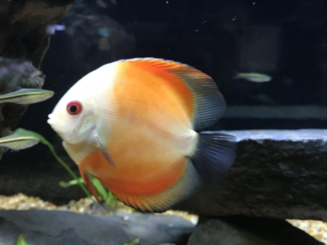 freshwater fish stocking in 125 gallons tank - Melon