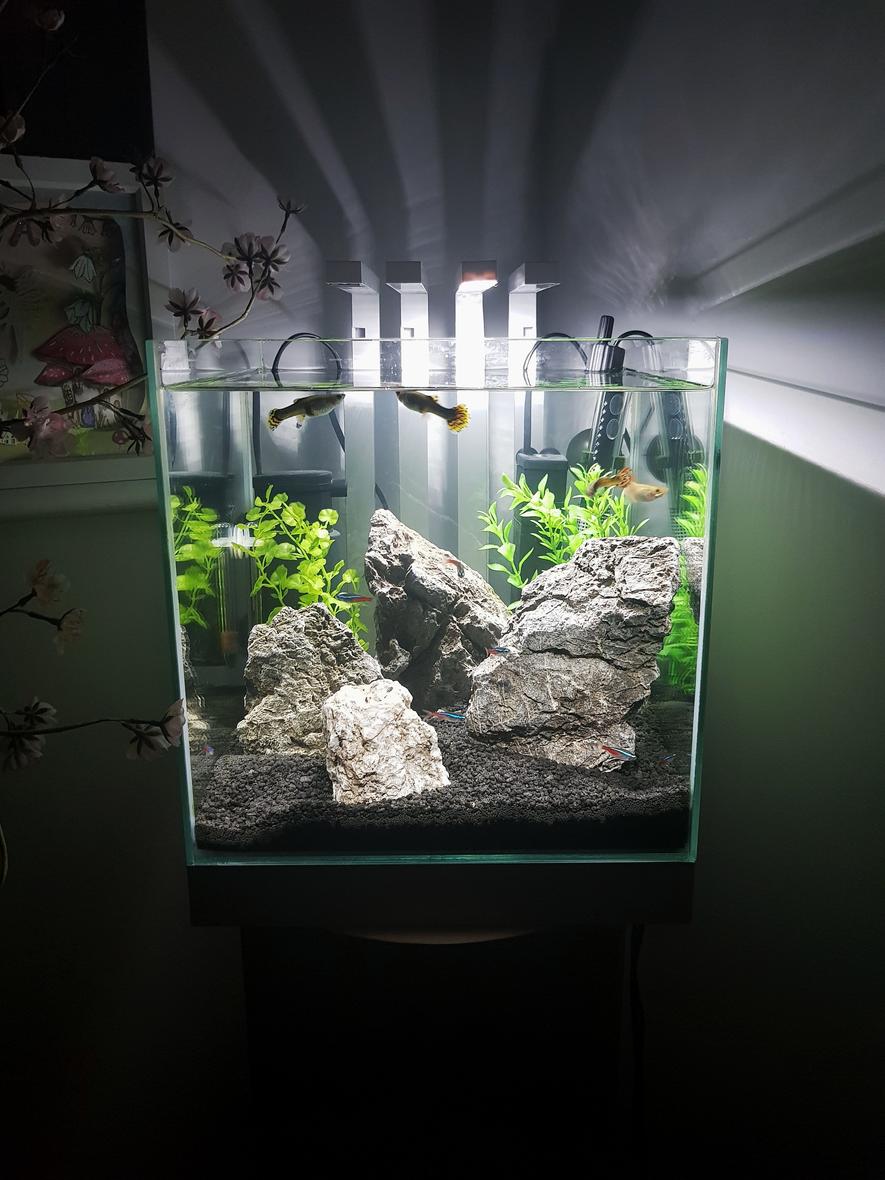 Rated #10: 10 Gallons Freshwater Fish Tank - My daughter's first ever tank!
