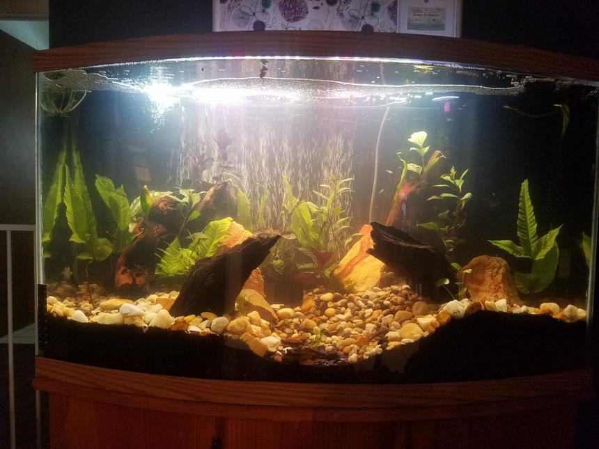 Rated #42: 48 Gallons Planted Tank - Front