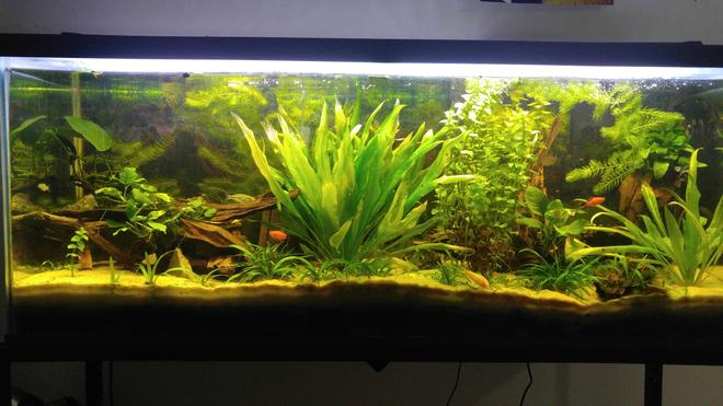55 gallons planted tank (mostly live plants and fish) - Driftwood Ave.
