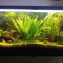 55 gallons planted tank (mostly live plants and fish) - Driftwood Ave.