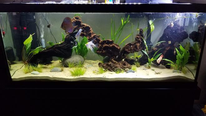 75 gallons planted tank (mostly live plants and fish) - My first ever planted tank :)
