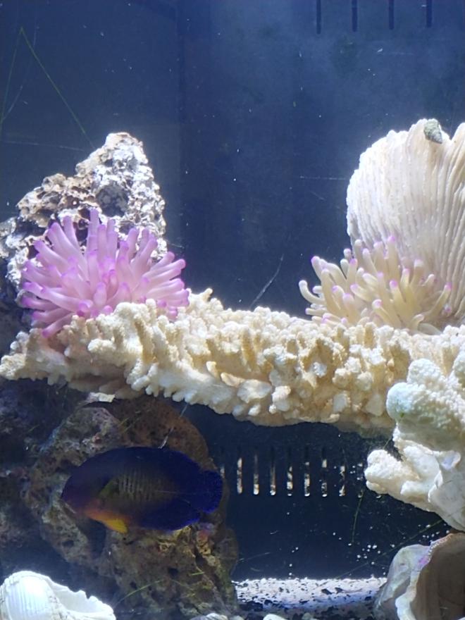 corals inverts stocking in 125 gallons tank - 2 Happy Nems