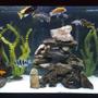 90 gallons freshwater fish tank (mostly fish and non-living decorations) - African Cichlid Tank