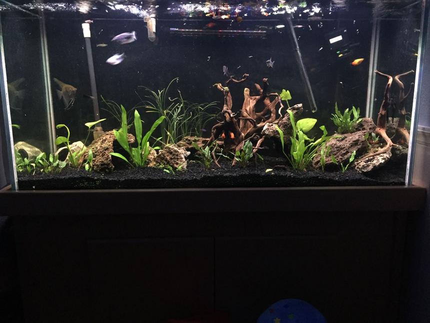 Rated #7: Freshwater Fish Stocking In 90 Gallons Tank - Lava rock more plants
