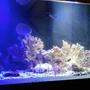 125 gallons reef tank (mostly live coral and fish) - Relaxation at its finest