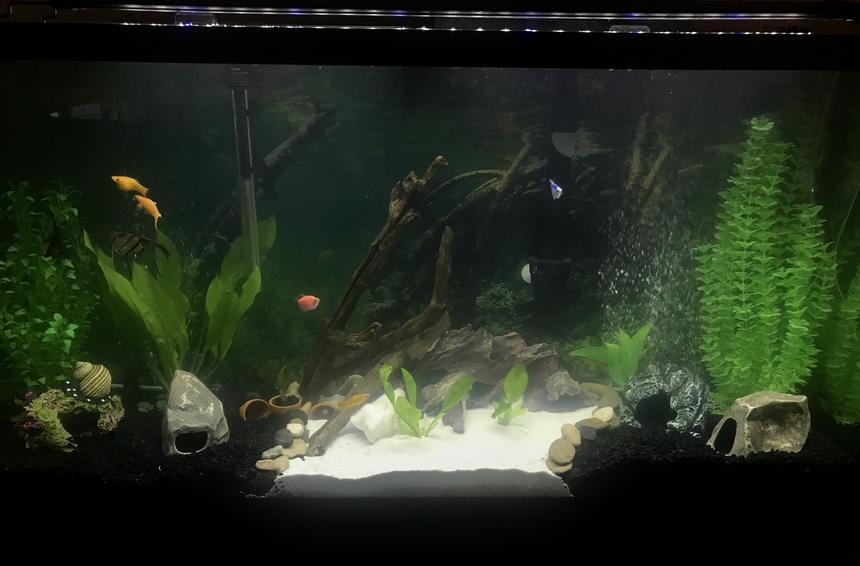 Rated #16: 60 Gallons Freshwater Fish Tank - My Lovely Living Room Aquarium