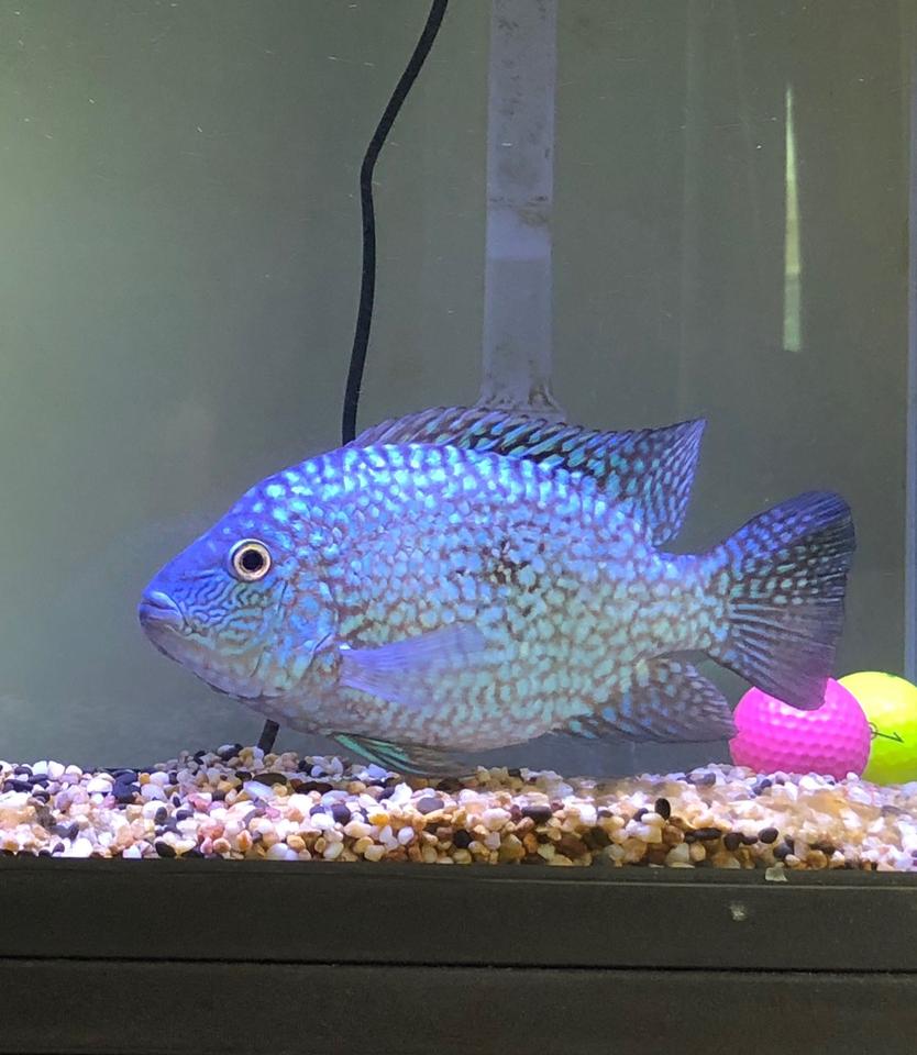 Rated #4: Freshwater Fish Stocking In 40 Gallons Tank - Texas Cichlid
Tank Size: 40 gallon
Lighting Equipment: Blue & White LED Max 28W
Decorations: Two Colorful Golf Balls, Muti Colour Natural Gravel Mix,