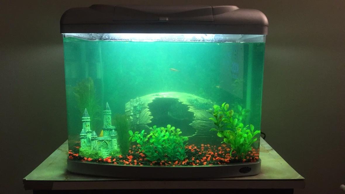 20 gallons freshwater fish tank (mostly fish and non-living decorations) - This is the latest aquarium setup. My progress is slow but I’m enjoying the hobby