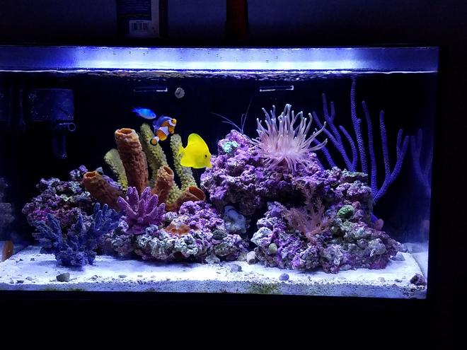 20 gallons reef tank (mostly live coral and fish) - New tank setup