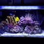 20 gallons reef tank (mostly live coral and fish) - New tank setup