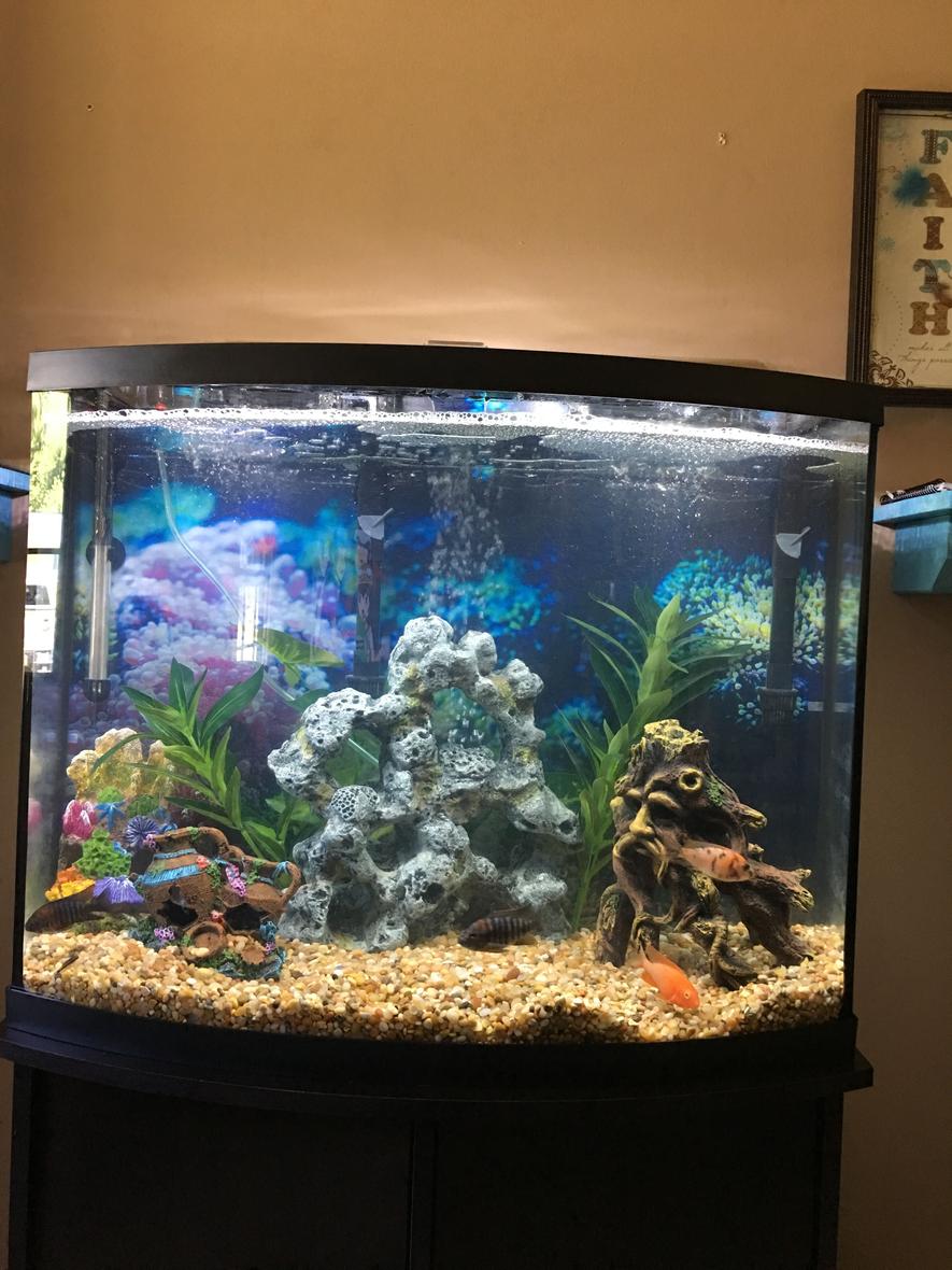 Rated #35: 125 Gallons Freshwater Fish Tank - My 38 gallon bowfront