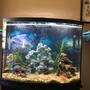 125 gallons freshwater fish tank (mostly fish and non-living decorations) - My 38 gallon bowfront