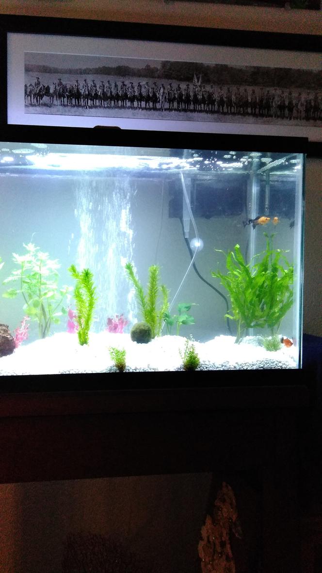 29 gallons planted tank (mostly live plants and fish) - First week; added more plants later.