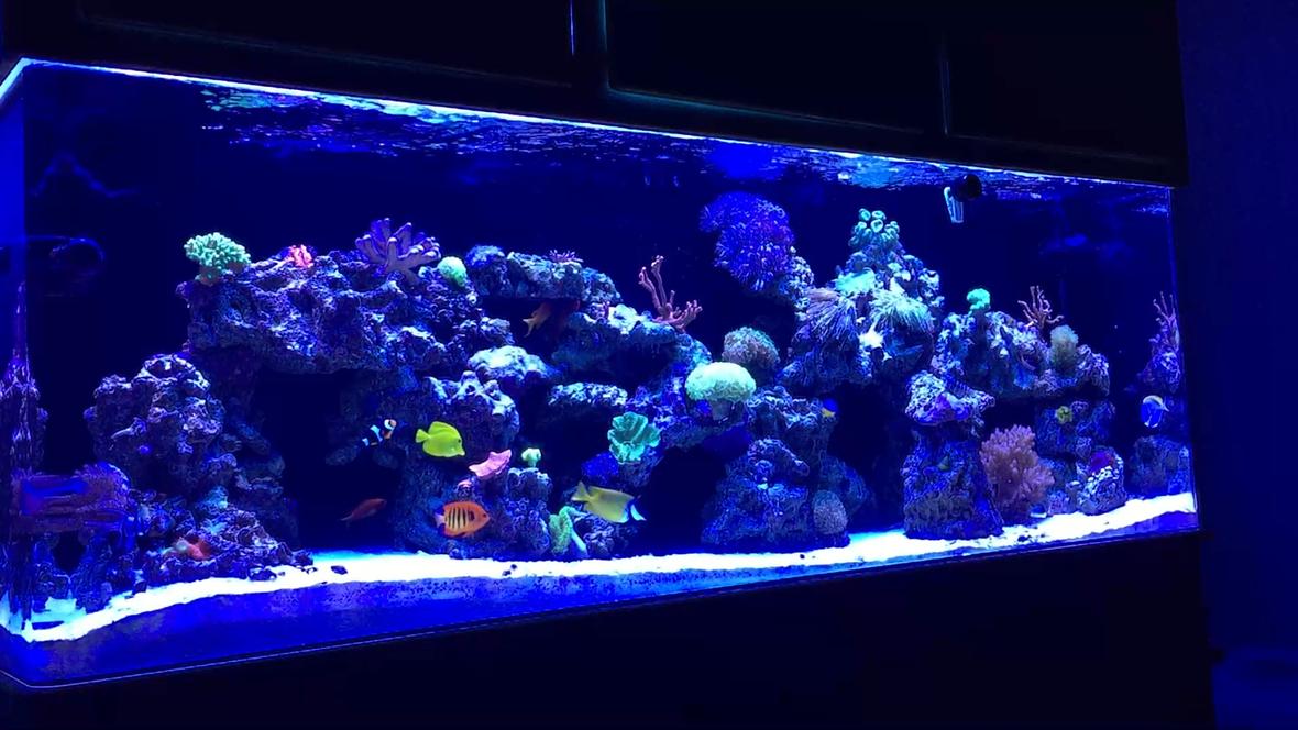 139 gallons reef tank (mostly live coral and fish) - MY 140 GALLON REEF TANK